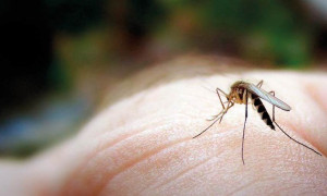 Trampa para recogida de mosquitos