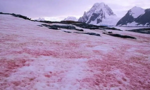 La Nieve Rosa, un fenómeno tan hermoso como preocupante 