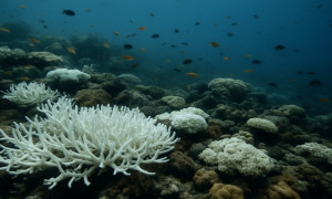 El alarmante colapso de los arrecifes de coral amenaza la vida marina y humana