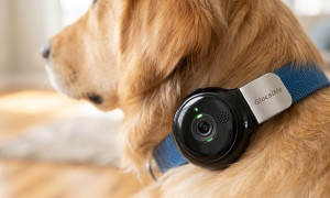 Smartphone para perros y gatos: el PetPhone C-Plus Suite lleva la monitorización animal a un nuevo nivel