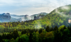 Los bosques del futuro respiran… pero no están vivos: bienvenidos a la era de los ecosistemas artificiales