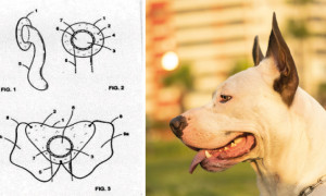Dispositivo retenedor de excrementos aplicable especialmente a perros
