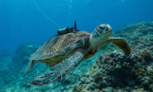 Un joven revoluciona la protección de los océanos con una tortuga robótica impulsada por IA