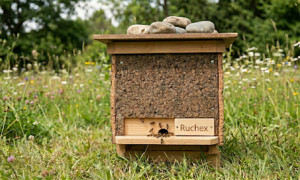 Ruchex: la colmena ecológica que protege a las abejas salvajes