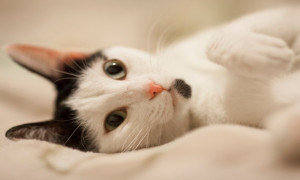 Sí, tu gato te entiende y simplemente no quiere obedecer