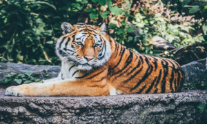 Nepal ha triplicado su población de tigres y enfrenta consecuencias peligrosas para las personas